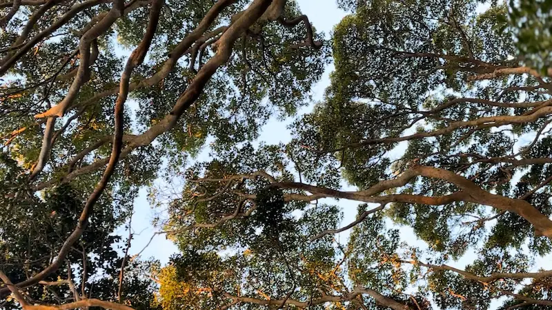 茨城のクラウンシャイネス