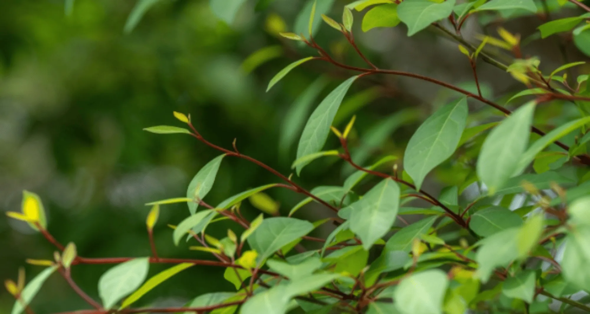 日本の森から生まれたアロマyuicaのイメージ。クロモジの枝葉。